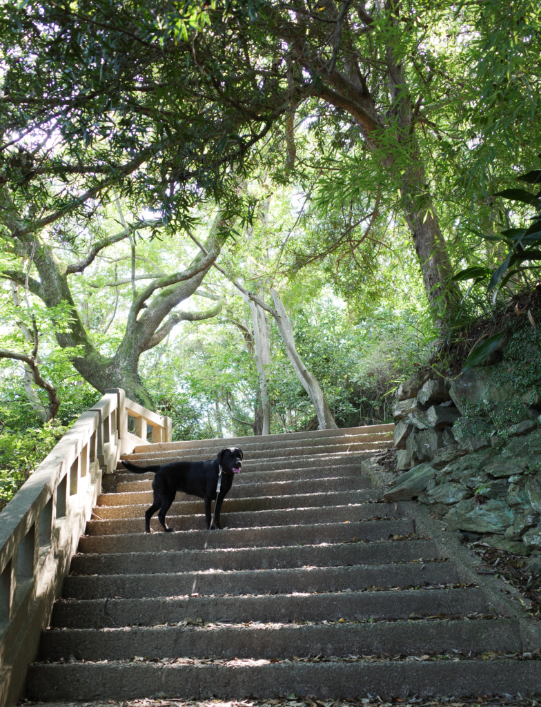 散歩 鳥羽知夫建築設計事務所